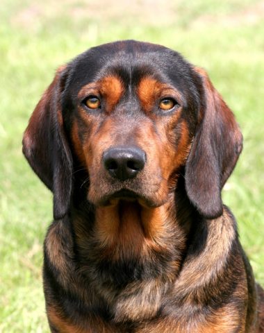 Alpine Dachsbracke,Basset des Alpes, Alpenlandischer Dachsbracke, Crown Prince Rudolf of Habsburg