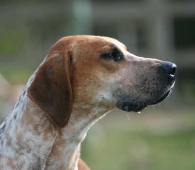 Foxhound, ears, rounded ear,