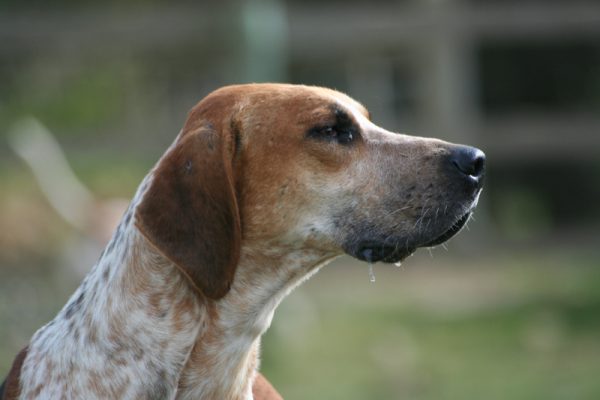 Foxhound, ears, rounded ear,