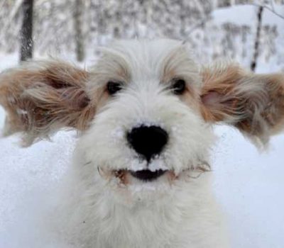 Petit Basset Griffon Vendéen,Basset Hounds, PBGV,Elizabeth Streeter,Skycastle French Hounds