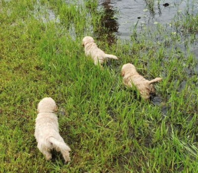 Golden Retriever