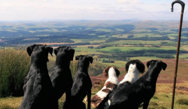 Labrador Retriever, David Lisett, Buccleuch,