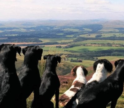 Labrador Retriever, David Lisett, Buccleuch,