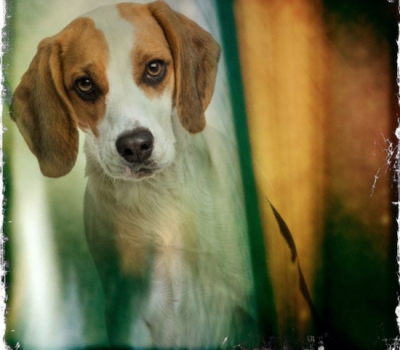 Beagle, harepied, color,