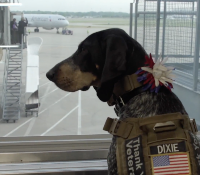 Bluetick Coonhound, Dixie the praying dog, therapy dog, hunting dog, film,