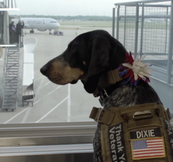 Bluetick Coonhound, Dixie the praying dog, therapy dog, hunting dog, film,