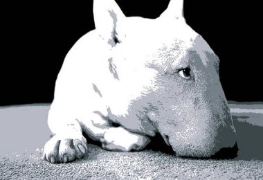 bull terrier, white, color, coat, genetics