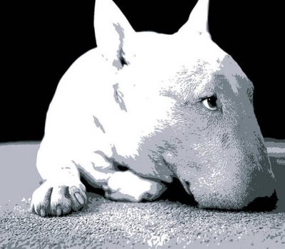 bull terrier, white, color, coat, genetics