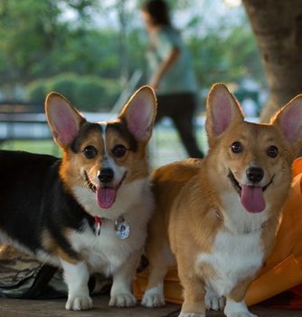 Cardigan Welsh Corgi, Pembroke Welsh Corgi, The Crown, Instagram, Vulnerable Breed