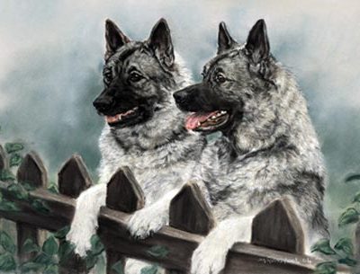 Norwegian Elkhound,name