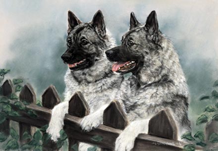 Norwegian Elkhound,name