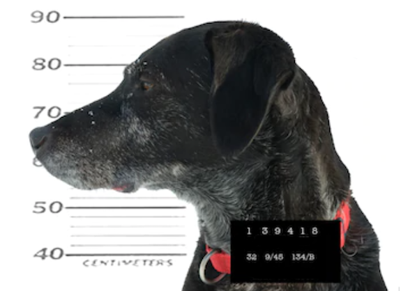 Labrador Retriever,Pep,Cornelia Bryce-Pinchot, therapy dog, Eastern State Penitentiary, prison,