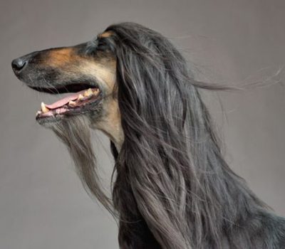 Afghan Hound, hair, coat, fur, monkey whiskers, mandarin,