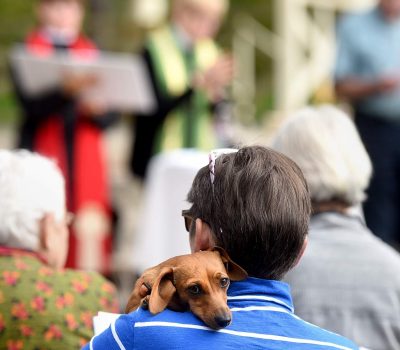 The Blessing of the Animals, St. Francis