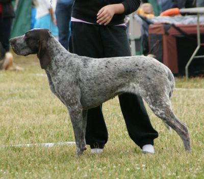 Perdiguero de Burgos, Burgos Pointer 