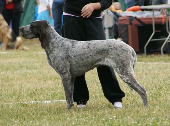 Perdiguero de Burgos, Burgos Pointer 