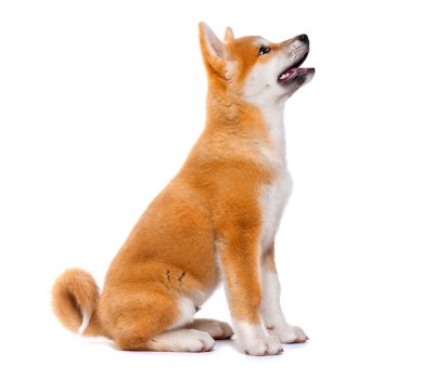 Akita Inu, Akita, color,coat,aka,Mutsuo Okada