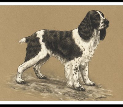 English Springer Spaniel,length