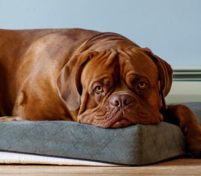 Dogue de Bordeaux, wrinkles, standards, head