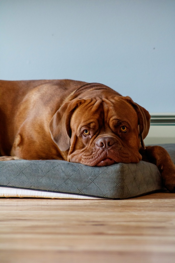 Dogue de Bordeaux, wrinkles, standards, head