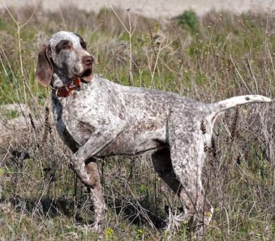 Burgos Pointer,Perdiguero de Burgos,Burgalese Pointer, Old Spanish Pointer 