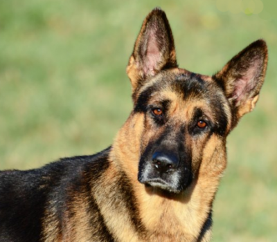 German, K-9. military dog,