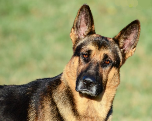 German, K-9. military dog,