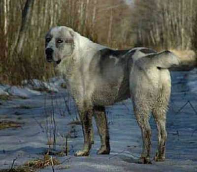 Sage Mazandarani, Iranian Beardog