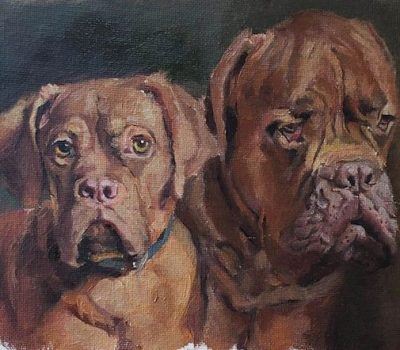 Dogue de Bordeaux, wrinkles, standards, head