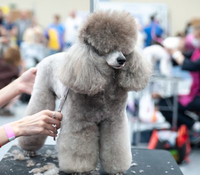 Poodle, coat, grooming