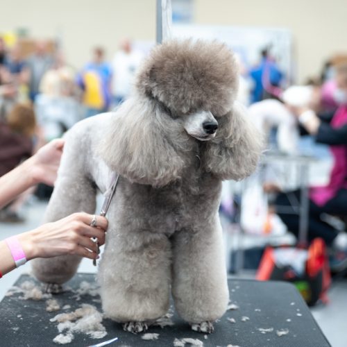 Poodle, coat, grooming