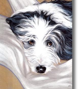 Bearded Collie, Hairy Mou’ed Collie