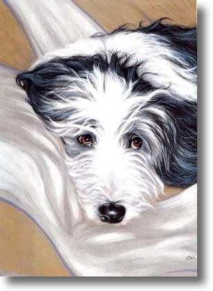 Bearded Collie, Hairy Mou’ed Collie