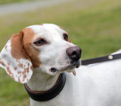 barbini, Croatia, Istrian Shorthaired Hound, Istrian Wirehaired Hound, Istarski Ostrodlaki Gonic, Kratkodlaki Itrski Gonic,Resasti Itrski Gonic,