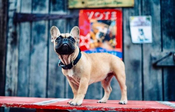 Rabbit Hash, major, French Bulldog, Beagle, Golden Retriever,Lady Stone, Border Collie,