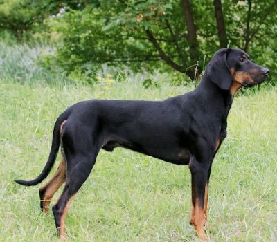 Gończy Polski, Dr. Kazimierz Ściesiński, Polish Hunting Dog, Col. Piotr Kartawik, Józef Pawlusiewicz,