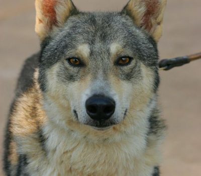 Sulimov, Sulimov dog, hybrid, Siberian Husky, jackal