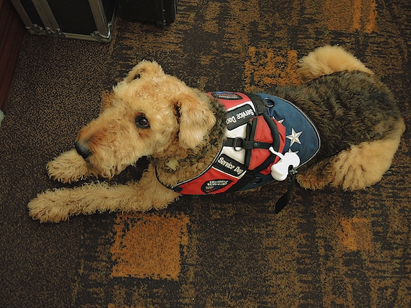 Airedale, service dog,28th Infantry Regiment Association