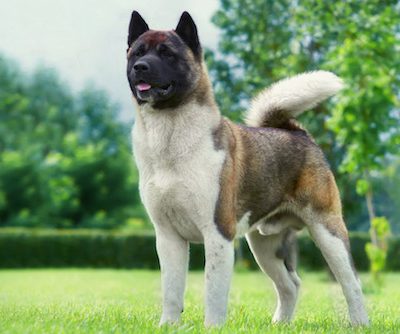 Akita, buchi,freckles, urajiro, countershading, coat, color, marking,