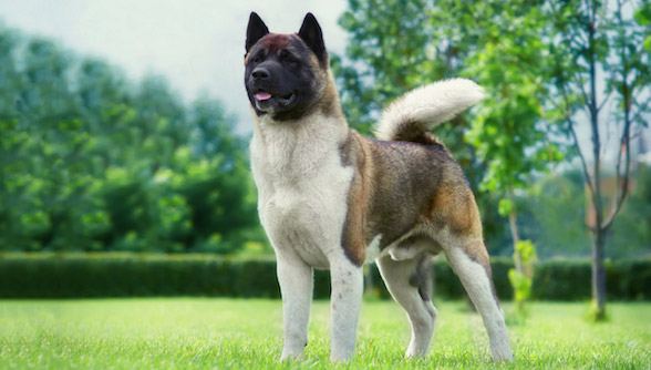 Akita, buchi,freckles, urajiro, countershading, coat, color, marking,