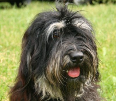 Portuguese Sheepdog, cão macaco,Cão da Serra de Aires, Portuguese Shepherd Dog, Serra de Aires Mountain dog