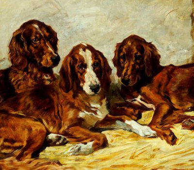 Irish Setter, marking,“Palmerston Snip”