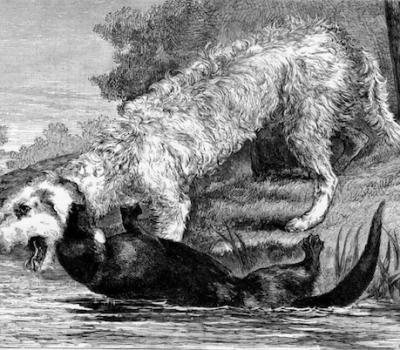 Otterhound, standard, crushing, jaws