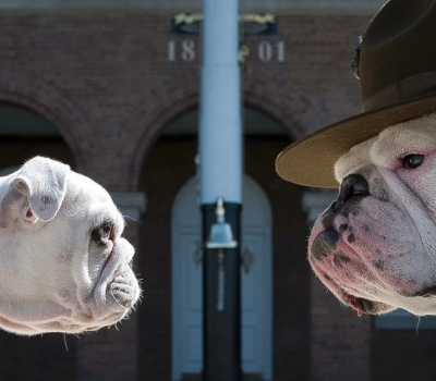 mascot, Bulldog, Doberman Pinscher, German Shepherd, Marine Corp, war dog, military dog, guam