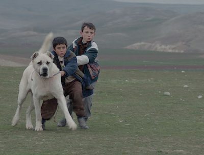 Anatolian Shepherd,Sivas,Kangal Dog