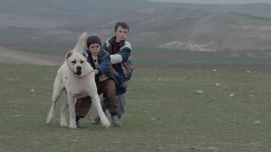 Anatolian Shepherd,Sivas,Kangal Dog