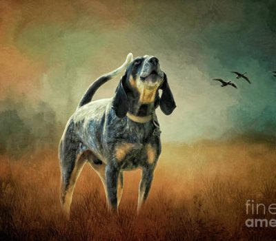 Bluetick Coonhound, Grand Bleu de Gascogne.English Foxhound, raccoon