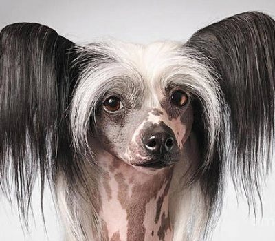 Chinese Crested Hairless, sweat,