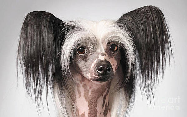 Chinese Crested Hairless, sweat,