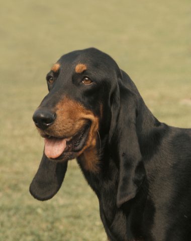 Jura hound, Jura laufhund, Bruno Jura hound, St Hubert Jura hound, St. Hubert Hound, Bloodhound